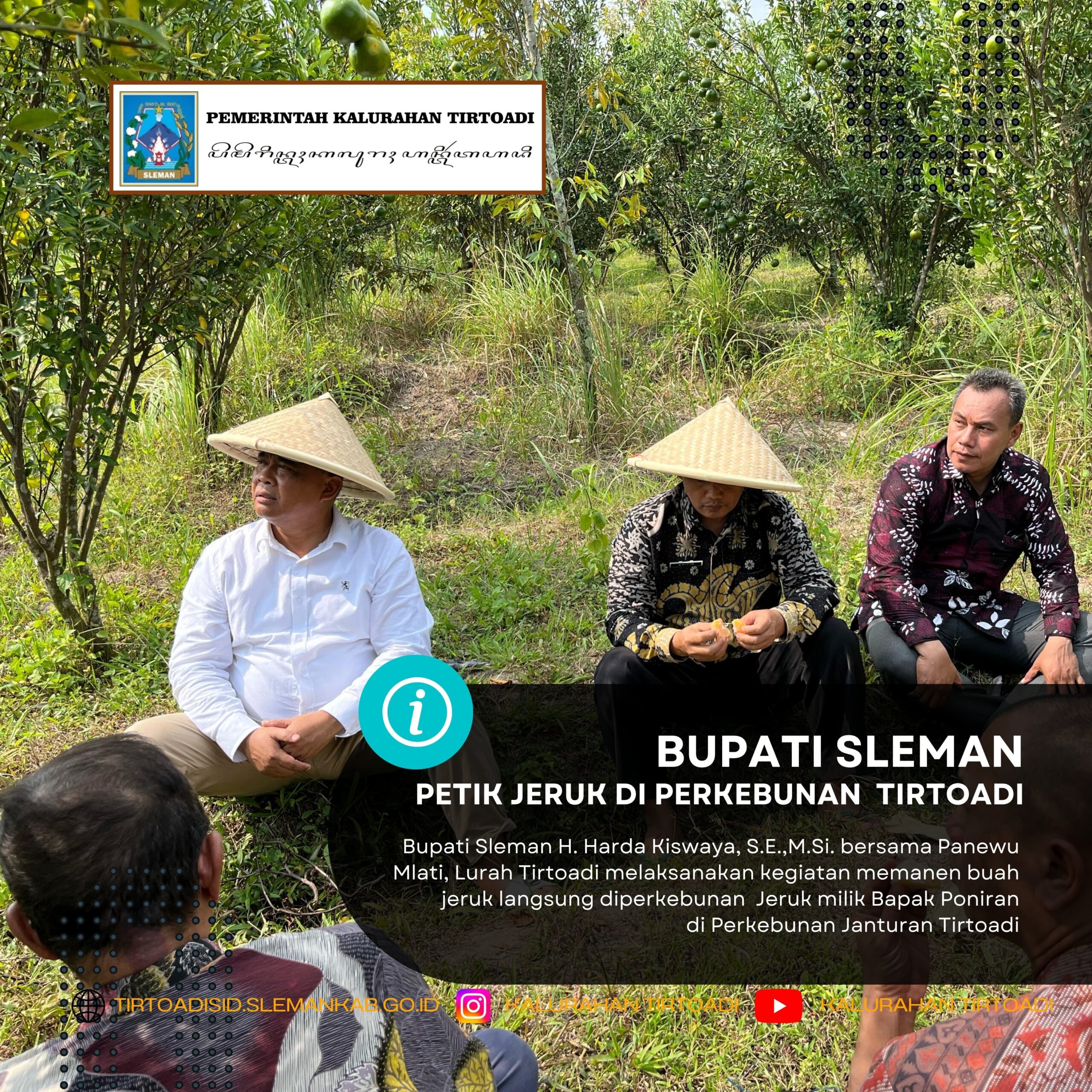 BUPATI SLEMAN PETIK DI PERKEBUNAN TIRTOADI